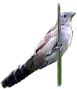 Broadtailed  Warbler